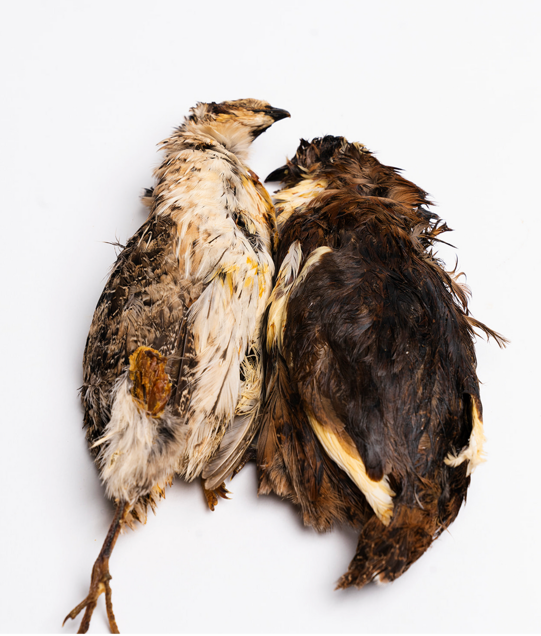 Freeze Dried Whole Prey Quail