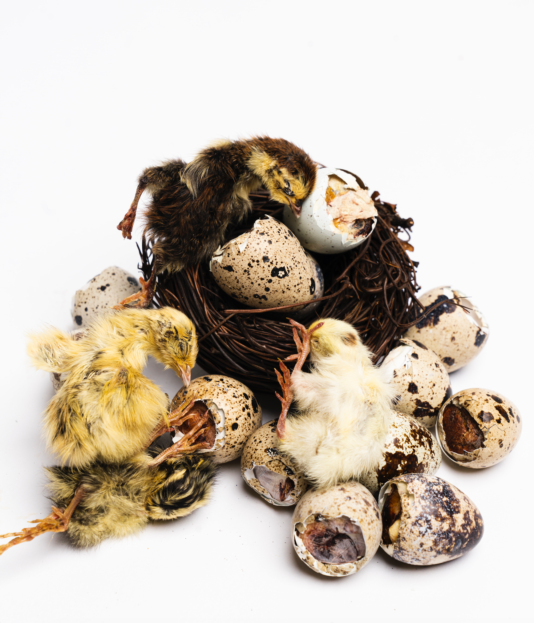 Freeze Dried Balut Quail Eggs