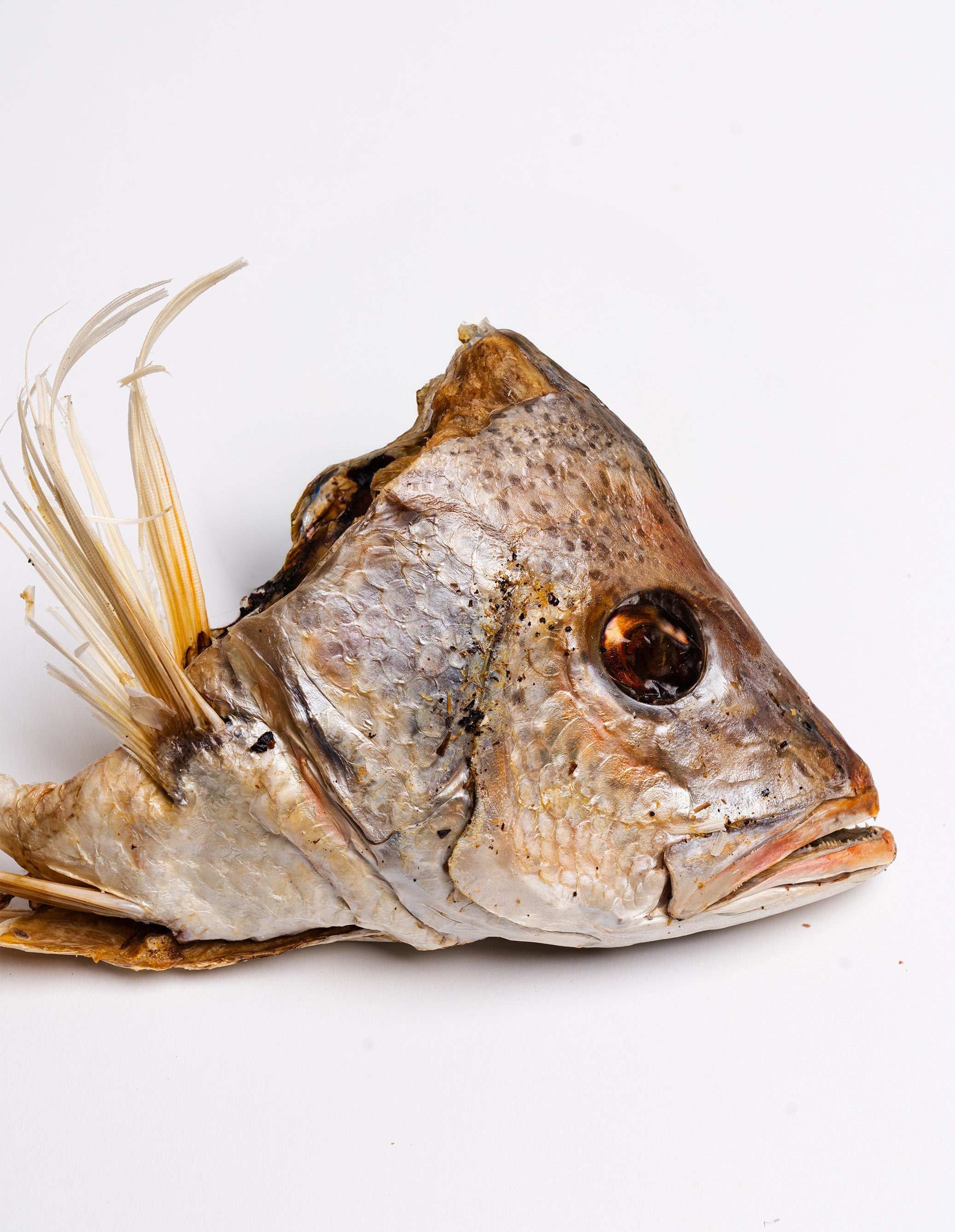 Dehydrated Grouper Head (Fish)