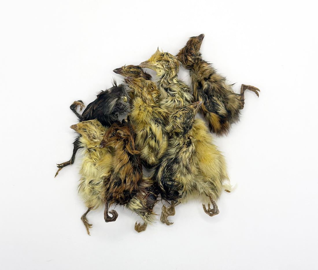Freeze Dried Quail Chicks