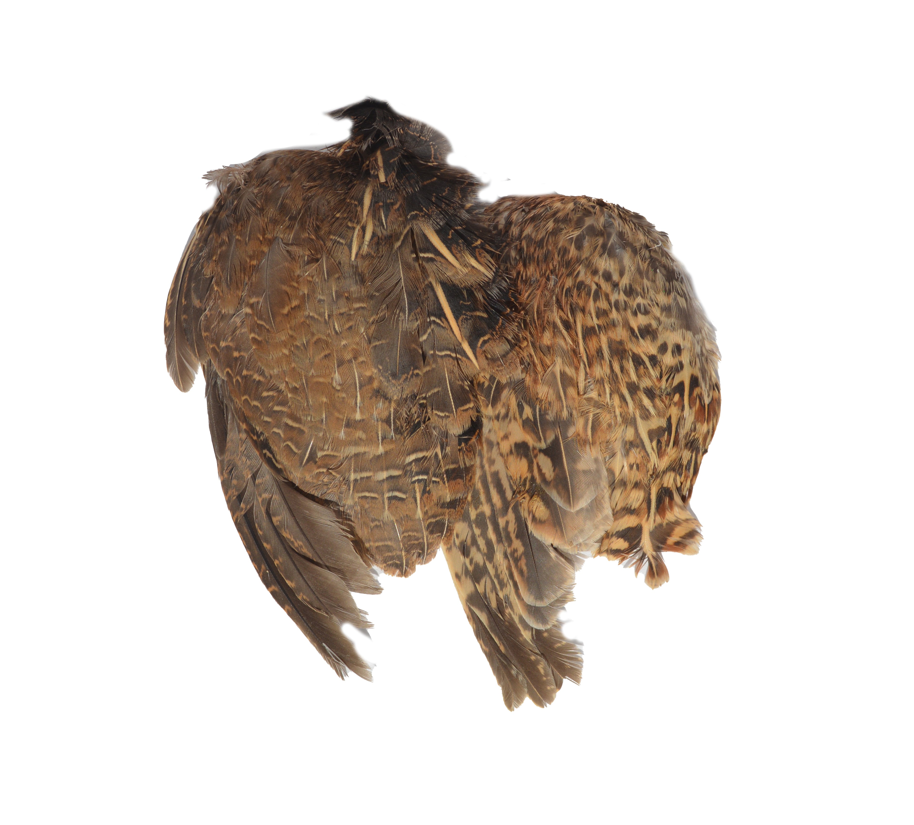 Whole Prey Dehydrated Quail Wings